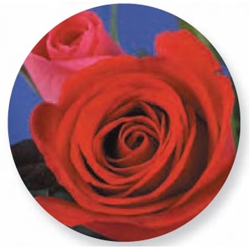 3D Opti Lenticular Button (2 1/4" Diameter)